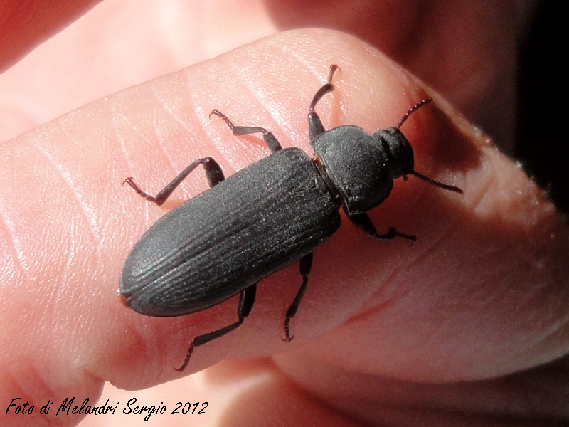 Menephilus cylindricus(?) (Tenebrionidae) - No, Tenebrio sp.